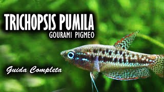 Trichopsis pumila (Gourami Pigmeo/Sparkling) Scheda Completa
