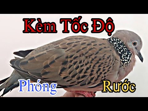 Video Chim Cu Gáy Kèm Tốc Độ II Cu Gáy Long Phú - youtube