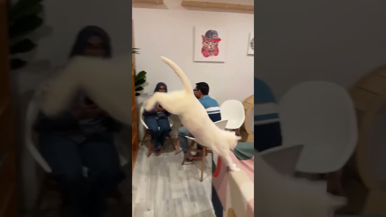 Cat cafe в Едмонтон: 10111 82 Ave NW, Edmonton, AB T6E 1Z5 