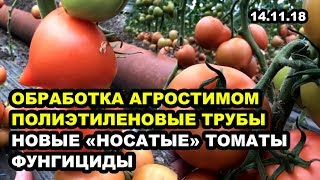 Томат. Обработка агростимом, полиэтиленовые трубы, фунгициды, новые &quot;носатые&quot;