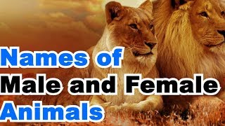 Male and Female of Animals Called in English