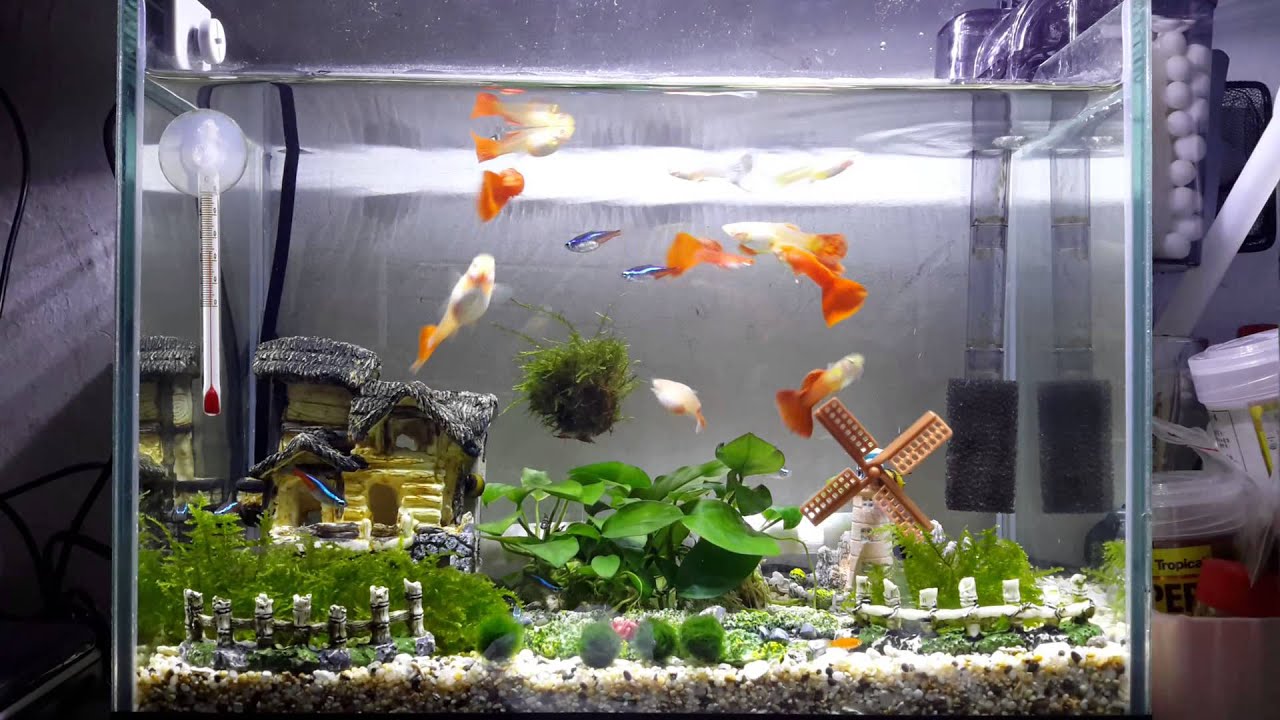 我的一呎缸 Youtube