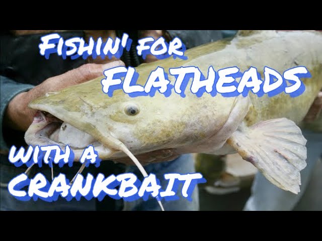 Flathead Catfish on Crankbaits 