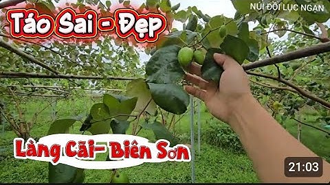 THĂM TÁO LÀNG CÃI BIÊN SƠN SIÊU ĐẸP I NÚI ĐỒI LỤC NGẠN