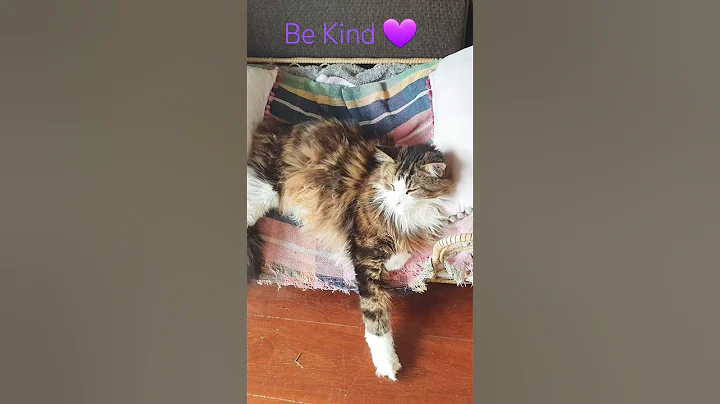 Video 11683111: mainecoon cats catlover