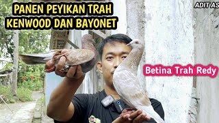 Panen Merpati peyik Trah Kenwood Dan Bayonet