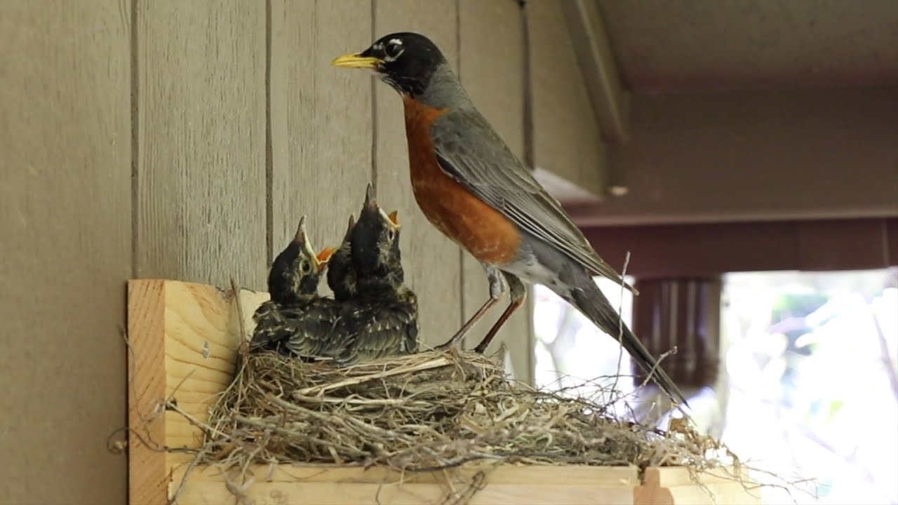 Robins rule the roost (and eat poop) YouTube