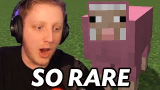 Philza Finds *RARE* Pink Sheep on Dream SMP