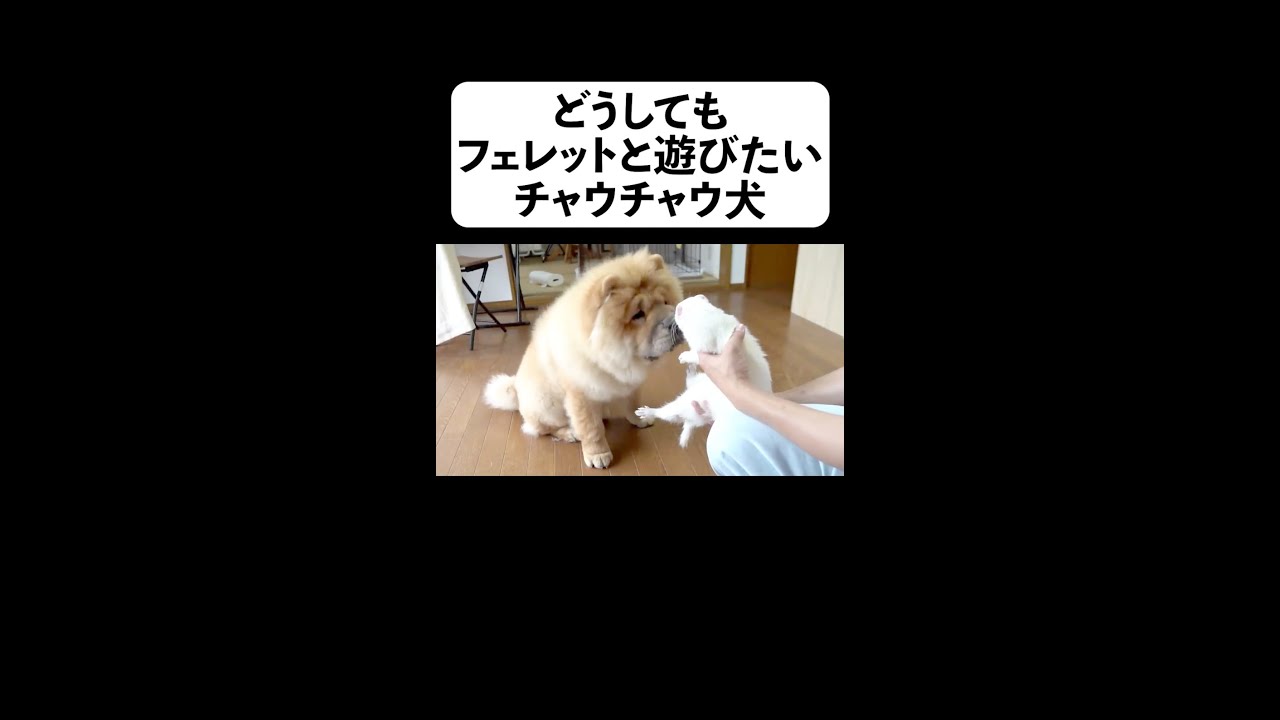 どうしてもフェレットと遊びたい犬 フルverは概要から Shorts Youtube どうしてもフェレットと遊びたい犬 フルverは概要から Shorts Youtube