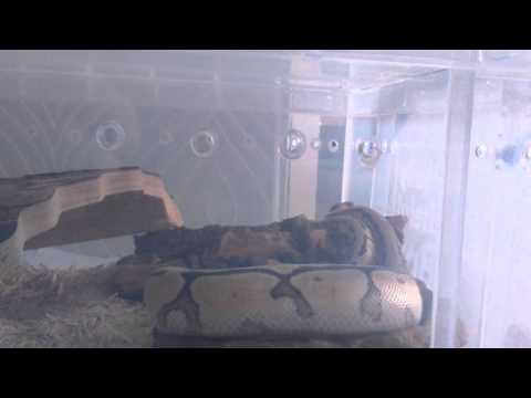 My baby phantom spider royal python's head wobble