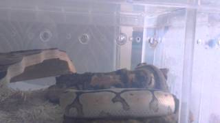 My baby phantom spider royal python's head wobble
