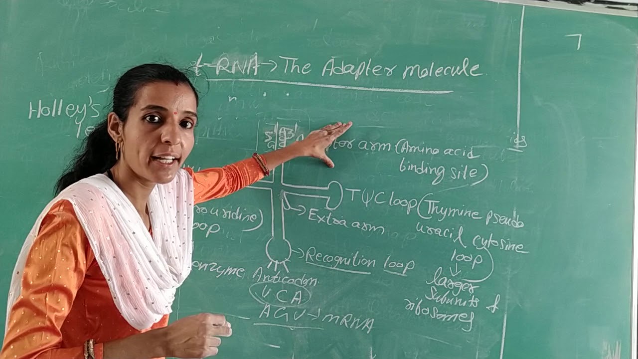 Class 12th chapter 6 topic tRNA the adapter molecule YouTube