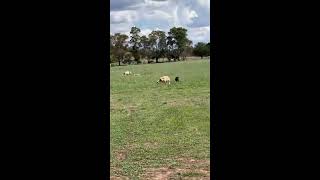 angee1217 Videos #136