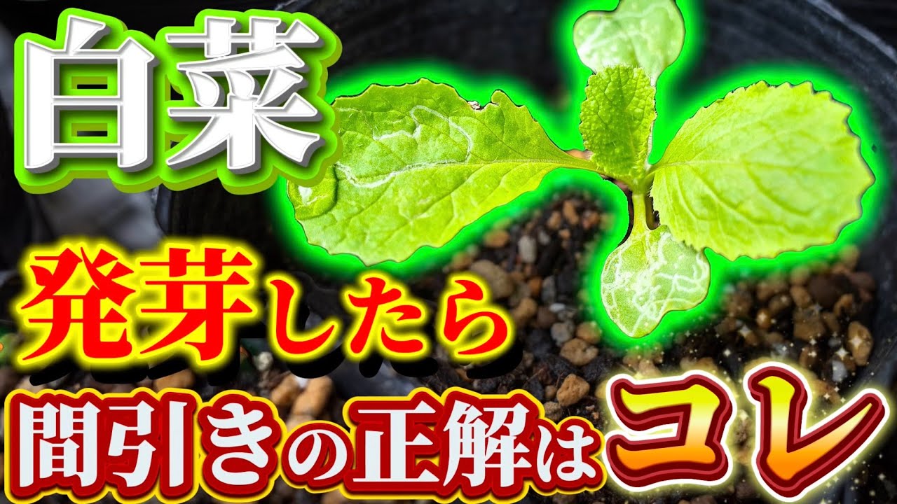大きめ発芽苗　30本 Chinese cabbage] This is the correct way to thin out cabbage. I