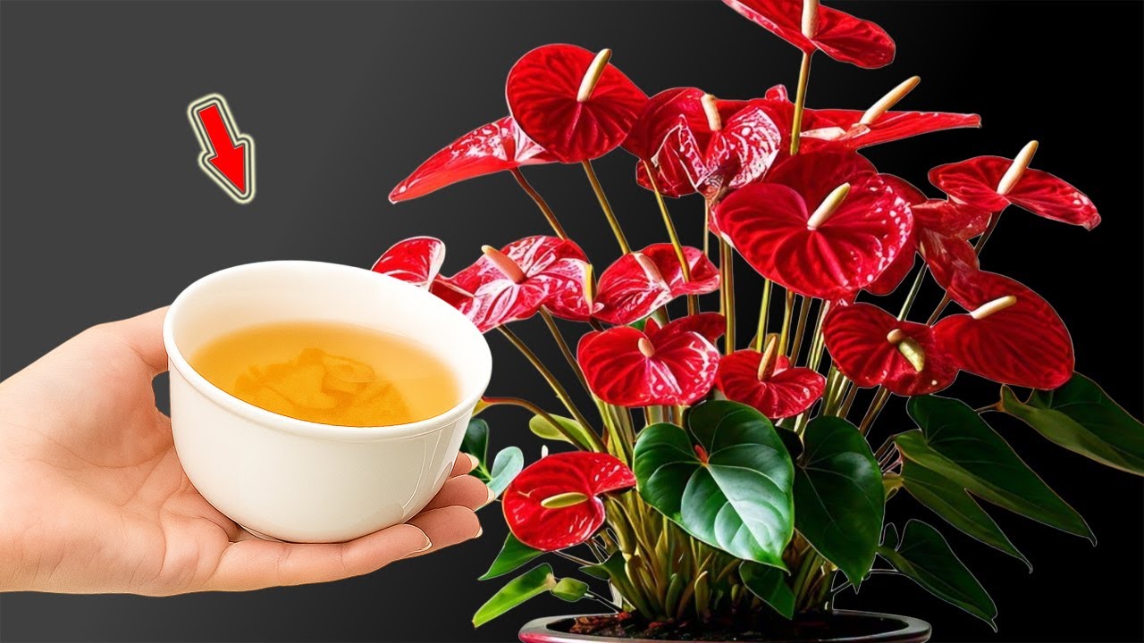 Мало кто знает, что антуриумы могут цвести круглый год благодаря этому простому методу!