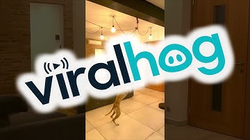 Whippet Jumps All the Way to Ceiling from a Standstill || ViralHog