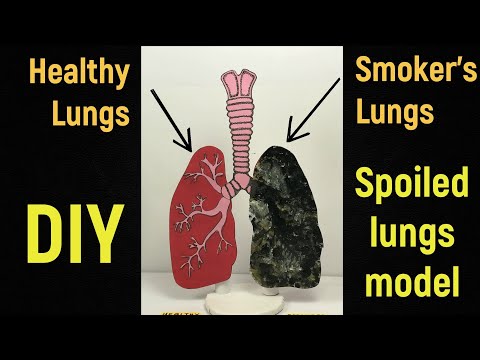 Smokers lungs model | Spoiled lungs model | Health Awareness model | Drug awareness model | DIY