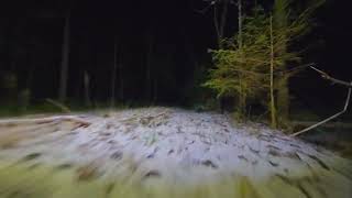 Low angle walk on a dark forest road in winter {2025.12.24}