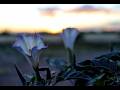 Sacred Datura Morning Glories At Sunset April 16 2026 