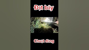 Thật may mắn khi cái gặp chuột đầu tiên đã dính chuột #anhbahoatv #datbaychuot #chuộtđồng