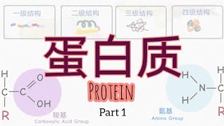 蛋白质 Protein - PART 1 | 构成蛋白质的20种氨基酸 | 身体不能制造的氨基酸怎么办?(高中生物) 蛋白质 Protein - PART 1 | 构成蛋白质的20种氨基酸 | 身体不能制造的氨基酸怎么办?(高中生物)
