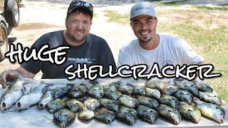 Catching HUGE Shellcracker on Clarks Hill Lake