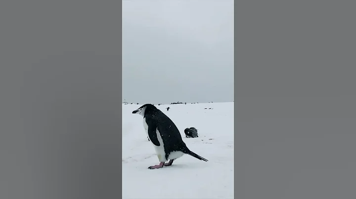 🤪🤪Penguins--pooping🤪🤪