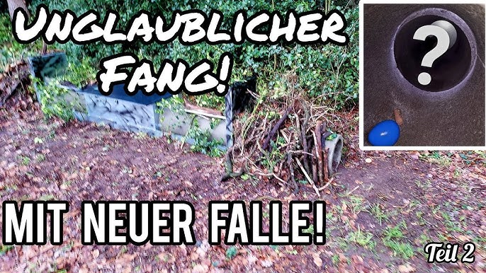 Extrem vorsichtigen Marder gefangen! / Trichter an der Falle