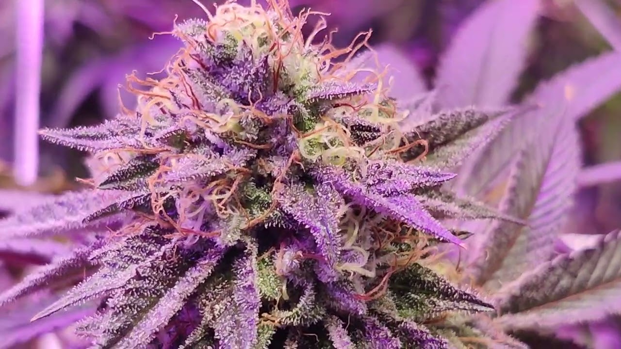 week 8 amateur indoor grow