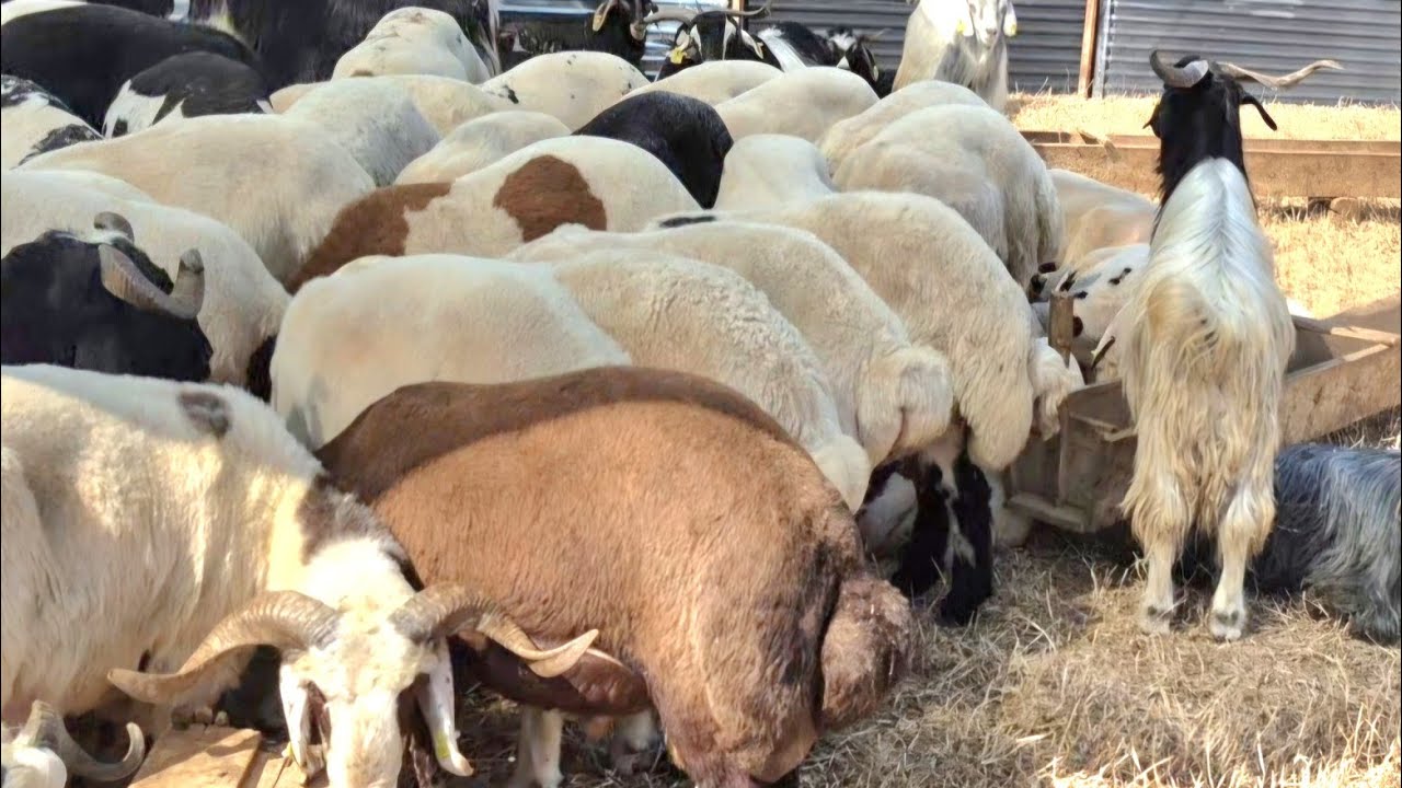 ADANA SEYHAN KIYIBOYU HAYVAN PAZARI #keşfet #koyun #keçi #kurbanlıkfiyatları #youtube #2025