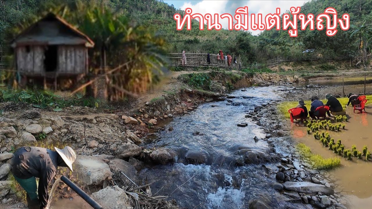 แปลกมากชนเผ่าบนดอยทำนามีแต่ผู้หญิง