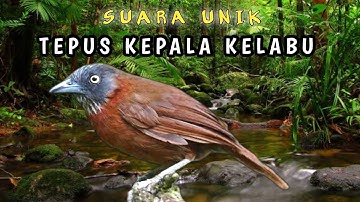 Suara Unik Tepus Kepala Kelabu - Grey Headed Babbler (Stachyris Poliocephala)