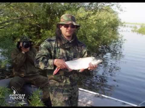 на рыбалку монгольский краснопер на амуре