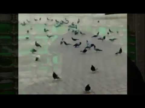 نخوة أم البنين ع نخوة ياام عباس نخوة