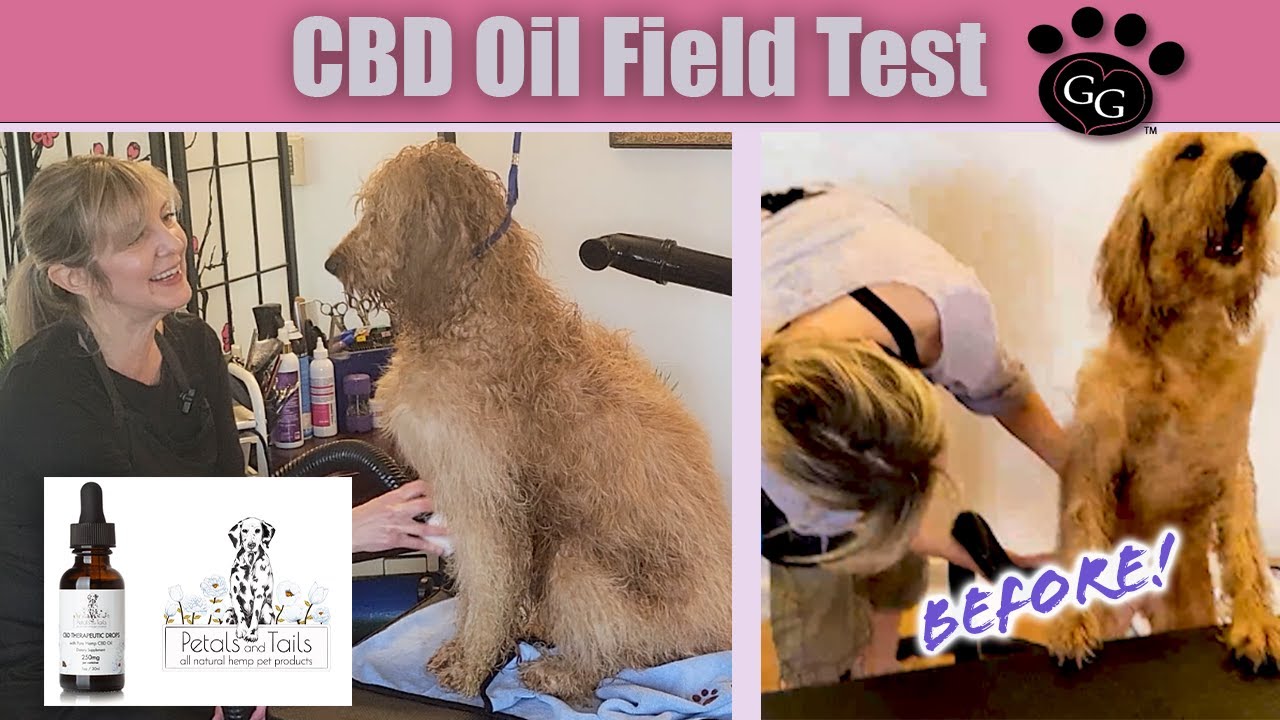 CBD Oil for calming dog anxiety - Peaches is back!  Goldendoodle's true reaction to CBD calming oil