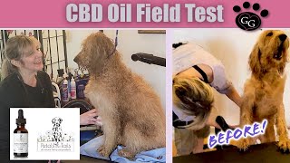 CBD Oil for calming dog anxiety  Peaches is back!  Goldendoodle's true reaction to CBD calming oil