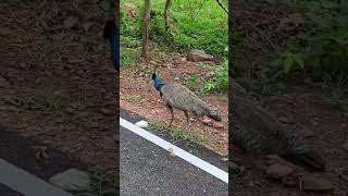 A peaceful morning in Kakrajhor,a graceful peacock walks along the road..painting nature with beauty