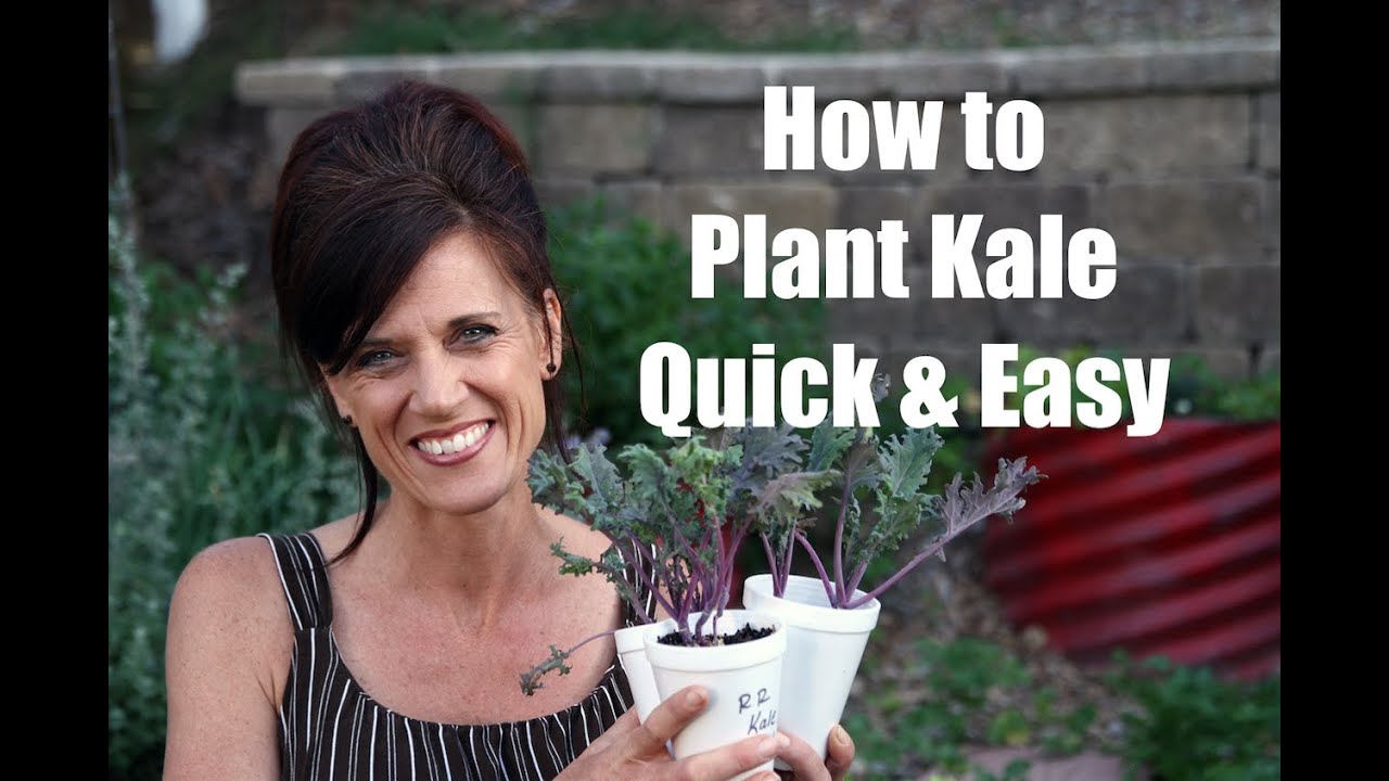 How to Plant Kale and Why to Plant it Quick and Easy! YouTube