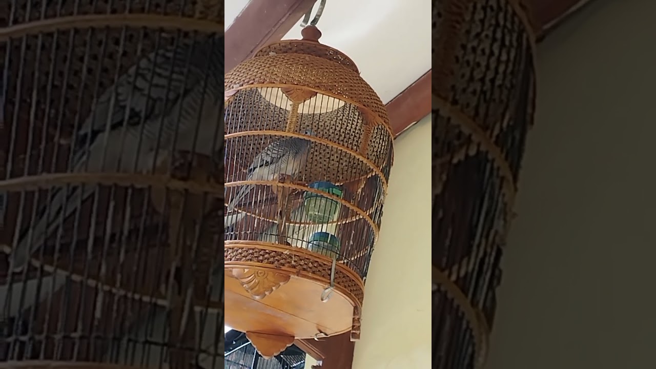 Perkutut lokal manggung