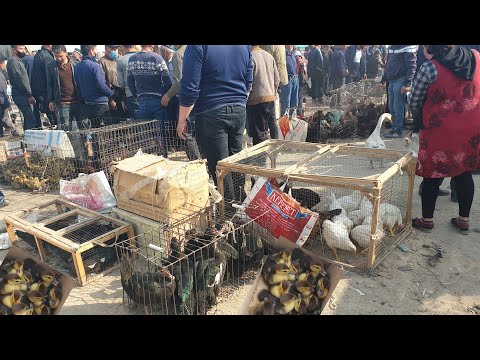 Video: Kāpēc Baruha plāns izgāzās?