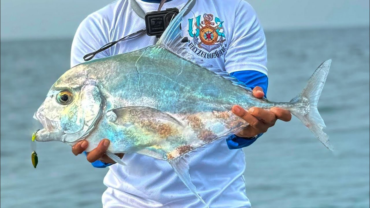 Lesen African Pompano atau dikenali sebagai Ebek Bulat
