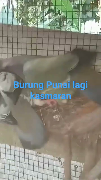 Burung Punai Lagi kawin