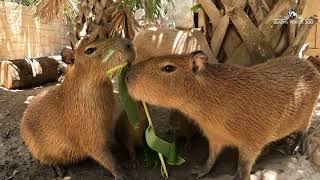 Capybara Herd Growing- Two Babies Born!