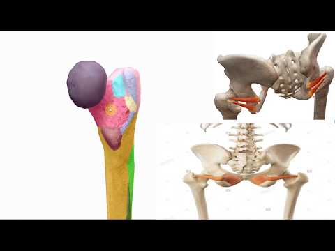 Anatomy of the femur - تشريح عظم الفخذ