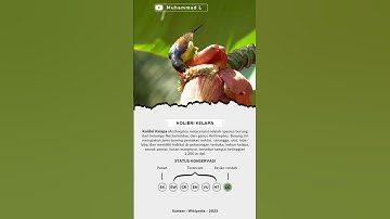 Kolibri Kelapa | Anthreptes malacensis | Wiceh