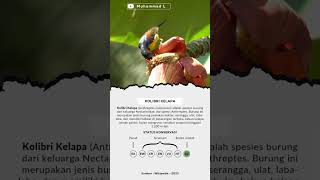 Kolibri Kelapa | Anthreptes malacensis | Wiceh