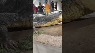 Lolong  Crocodile @ Nationalmuseum
