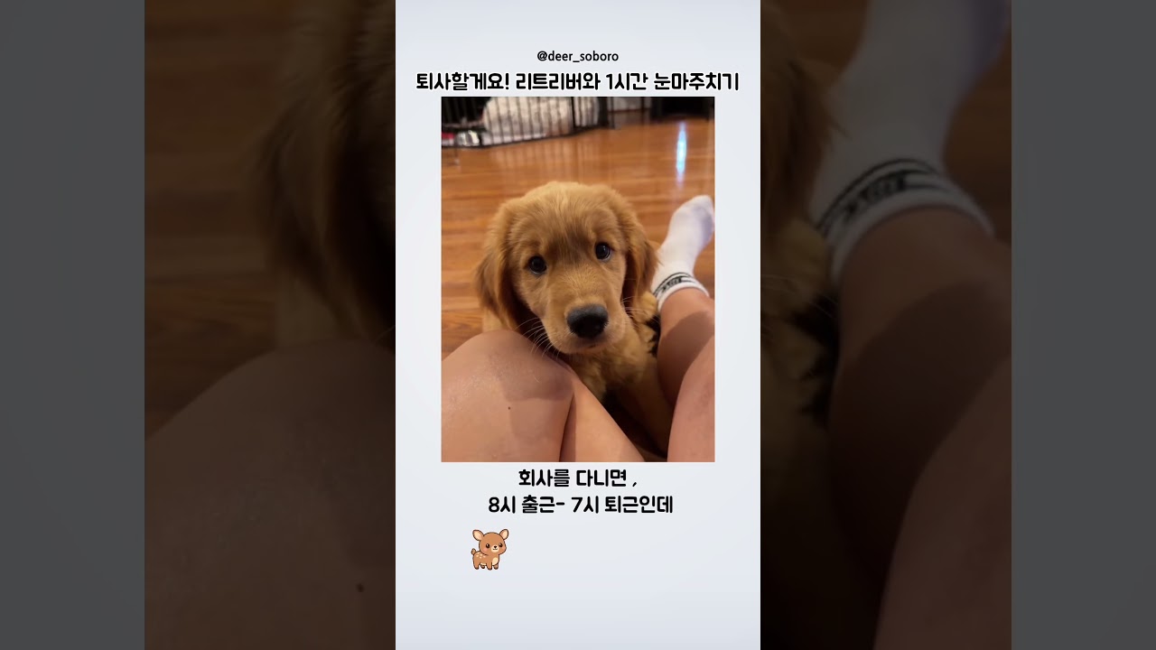 퇴사할게! 리트리버와 1시간 눈마주치기