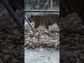 ភ្នំតាម៉ៅ .,ខ្លា ,. Oun Nita Nika watch Tiger.