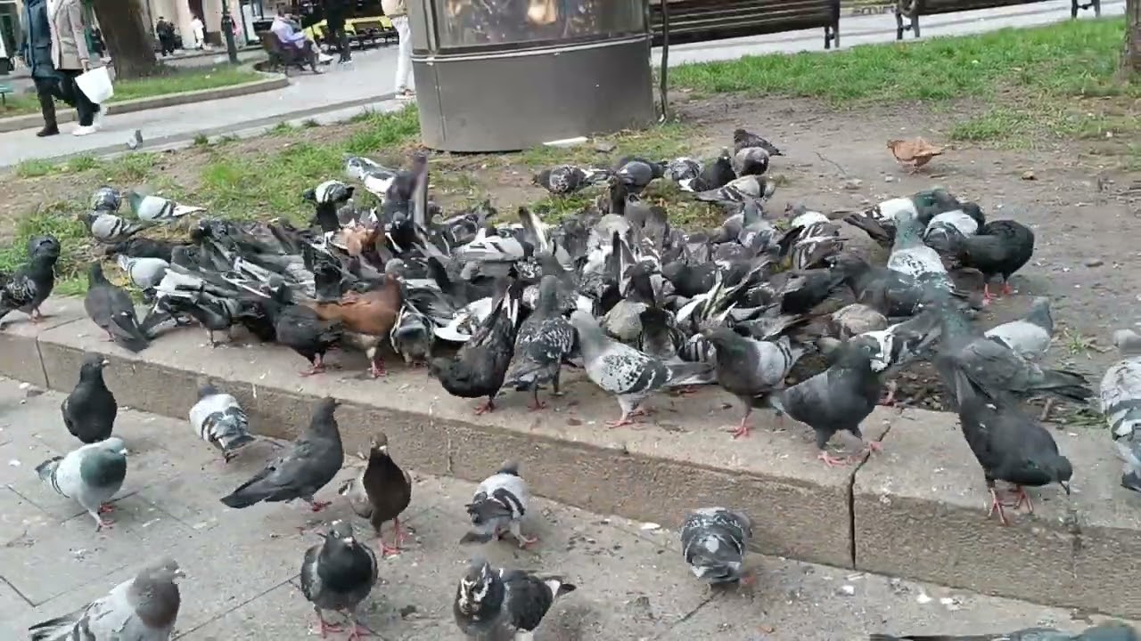 Голуби! Львів! 5.